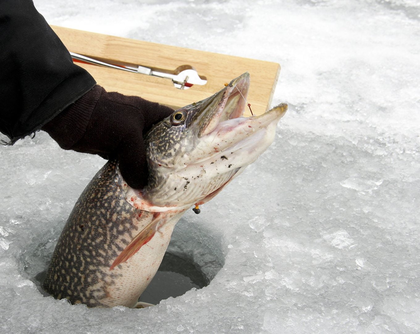 Caught Fish In Fishing Hole On Ice