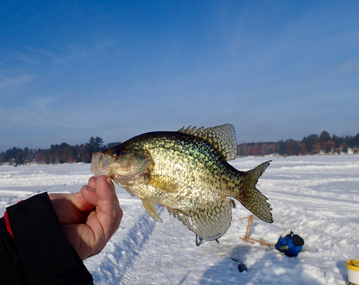 Caught Fish On Ice