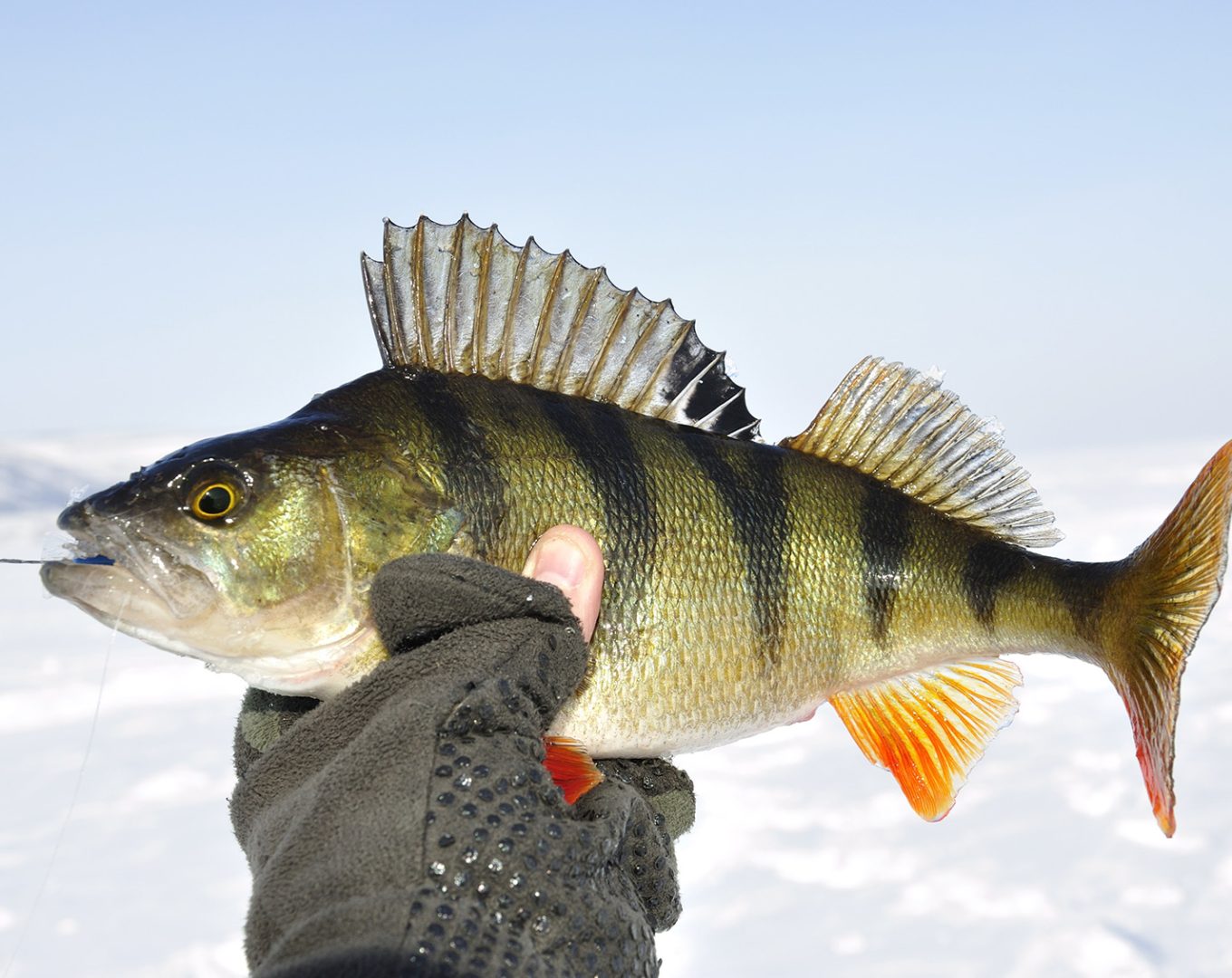 Caught Perch Fish With Hook